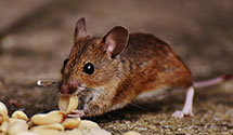 24 Hour & Emergency Exterminators in Teachey, NC